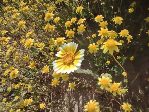 Close up of tidy tips (yellow with white tips on ray flowers) among goldfields, yellow centers & yellow ray flowers