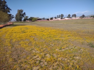 Looking north across site field carpeted with yellow goldfields flowers in spring